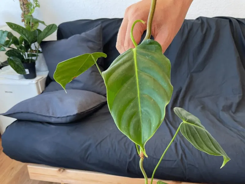 Bright indirect light is best for Philodendron esmeraldense