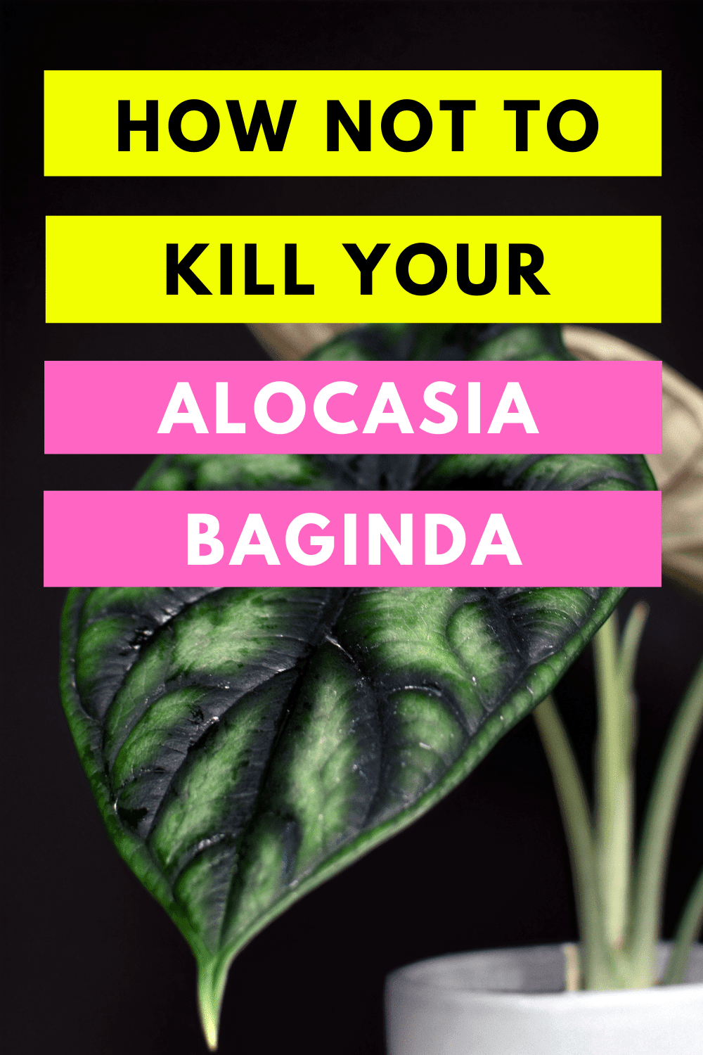 How Not To Kill Your Alocasia Baginda Dragon Scale