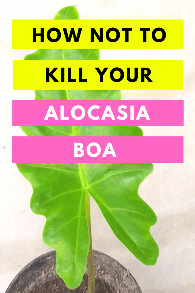 How Not To Kill Your Alocasia Boa Updated