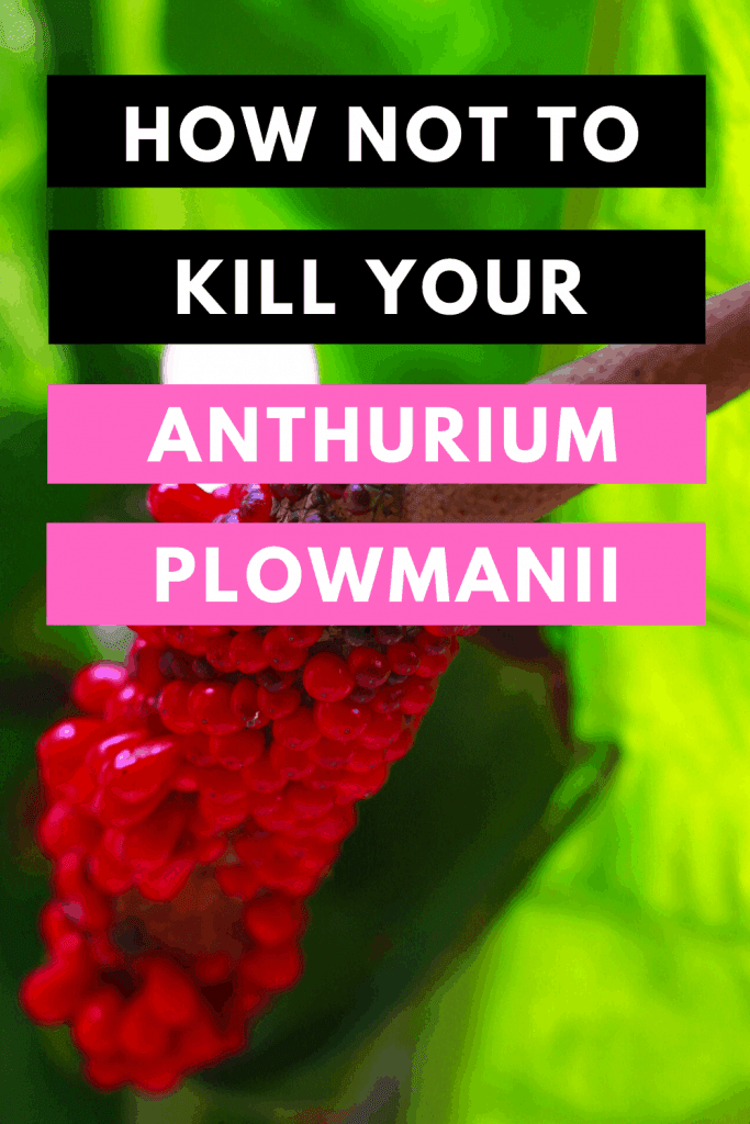 How Not To Kill Your Anthurium Plowmanii