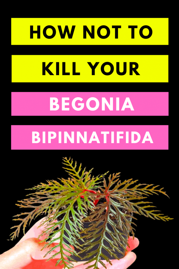 How Not To Kill Your Begonia Bipinnatifida
