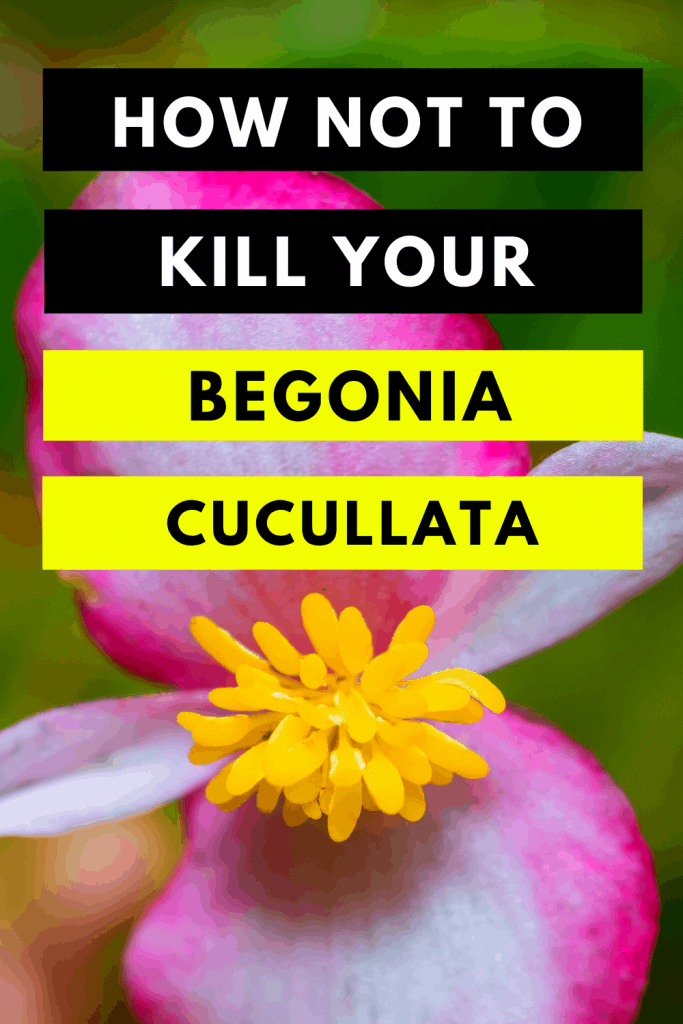 How Not To Kill Your Begonia Cucullata