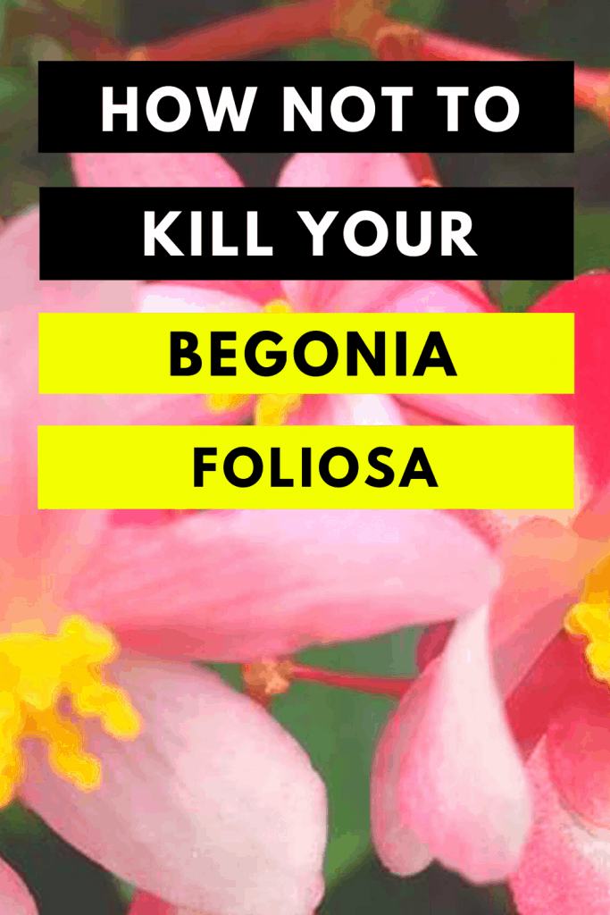 How Not To Kill Your Begonia Foliosa