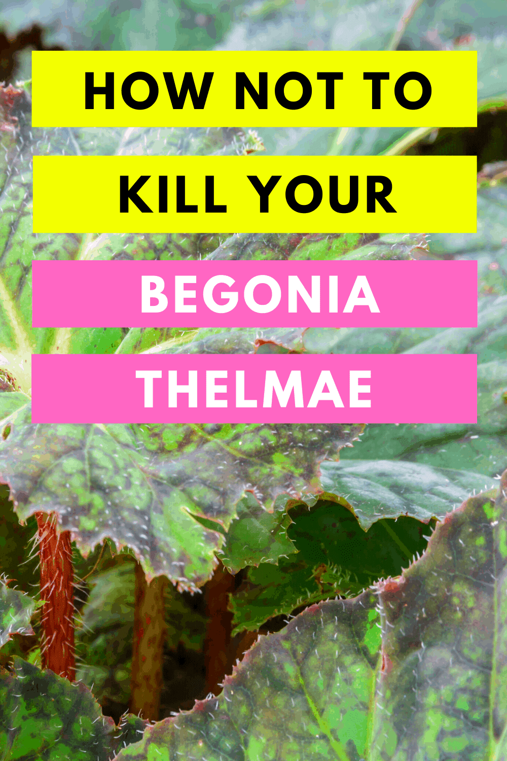 How Not To Kill Your Begonia Thelmae