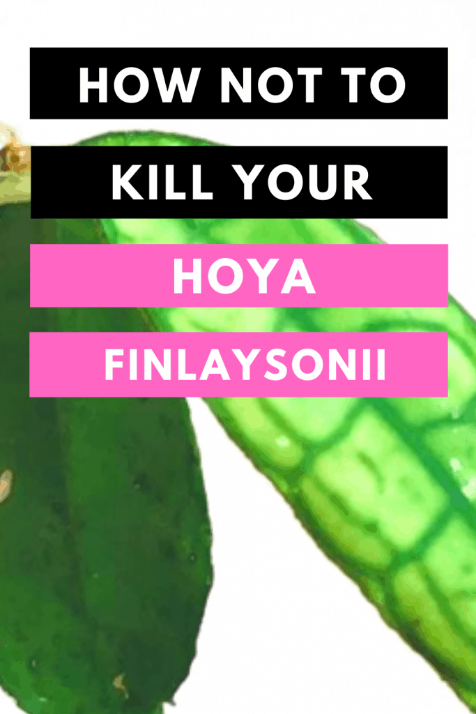 How Not To Kill Your Hoya Finlaysonii