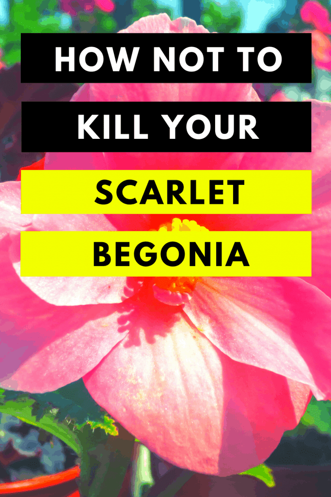 How Not To Kill Your Scarlet Begonia