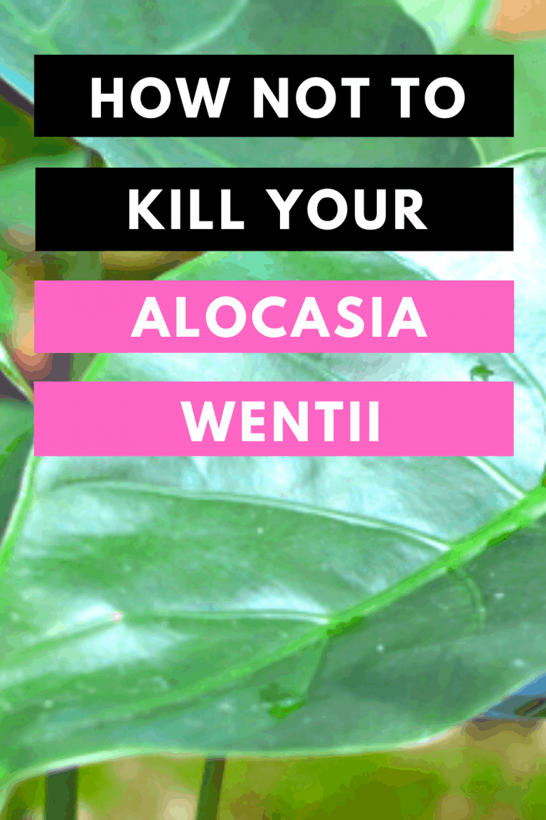 #1 Best Alocasia Wentii Care Guide