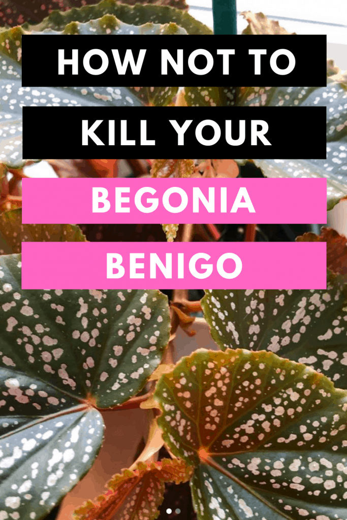 How Not To Kill your Begonia Benigo