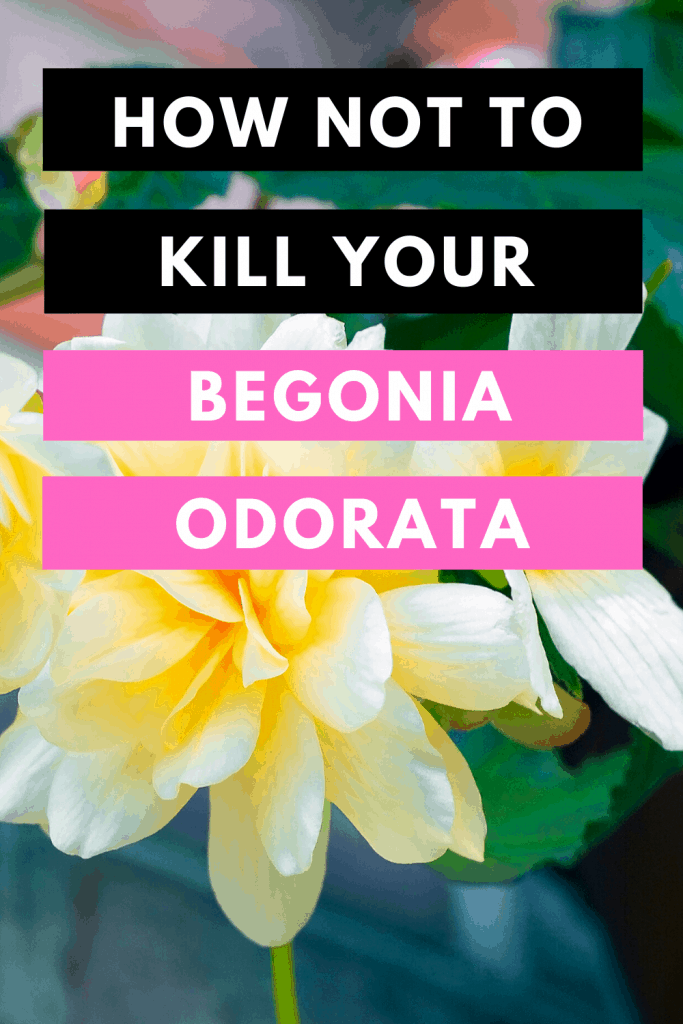 How Not To Kill your Begonia Odorata