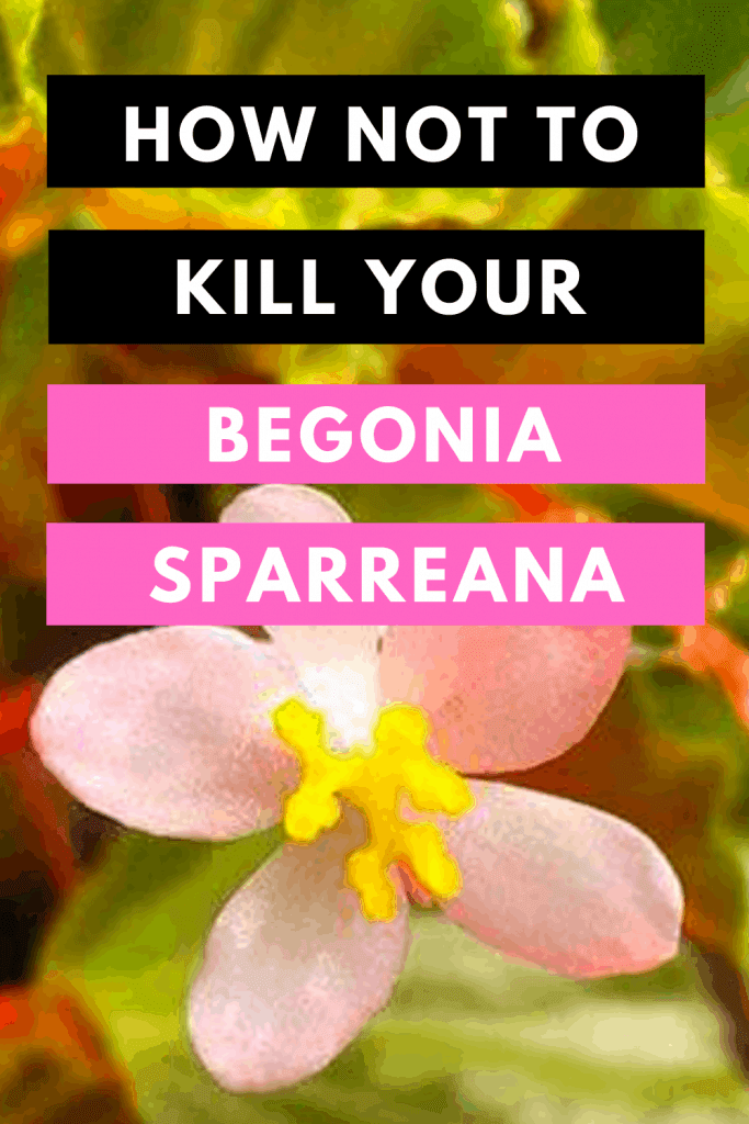 How Not To Kill your Begonia Sparreana