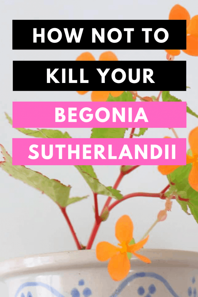 How Not To Kill your Begonia Sutherlandii