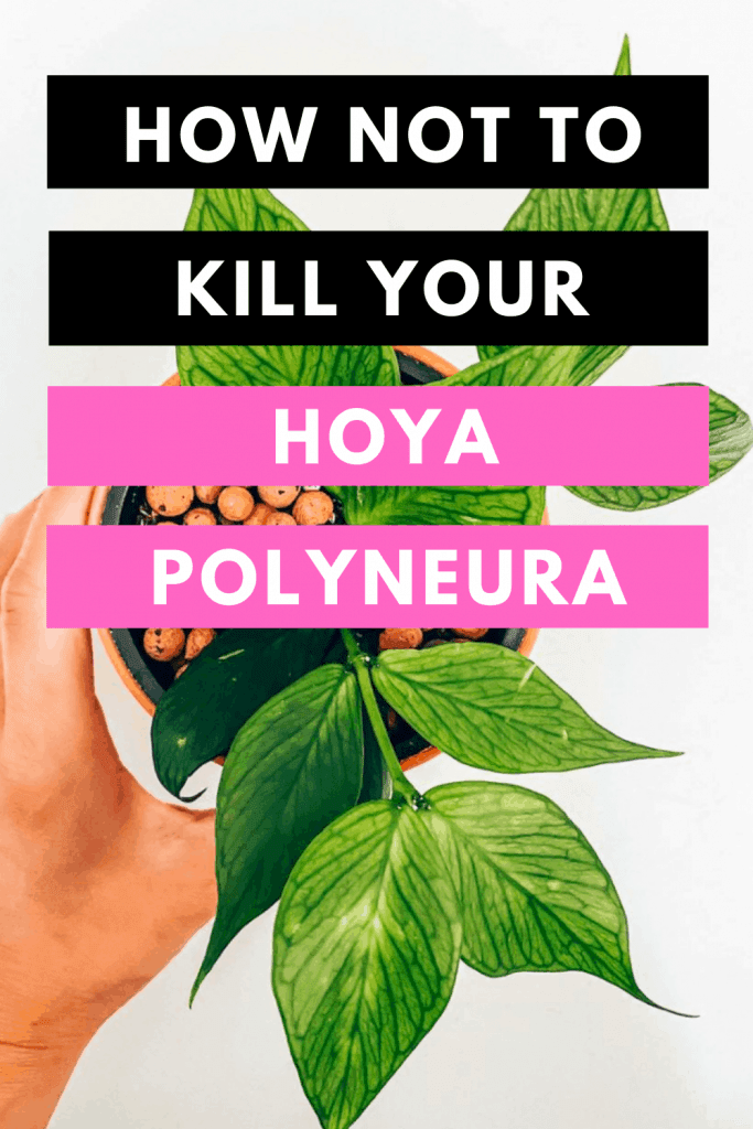 How Not To Kill your Hoya Polyneura