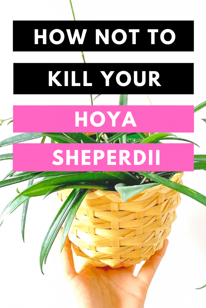 How Not To Kill your Hoya Sheperdii