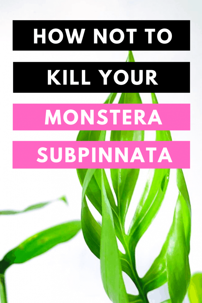 How Not To Kill your Monstera Subpinnata