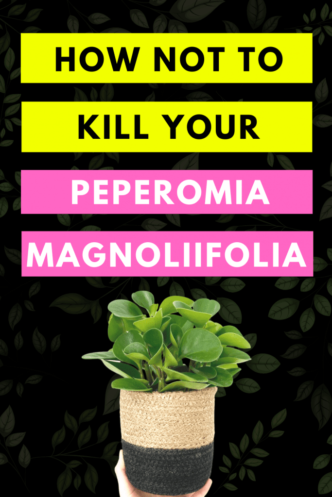 How Not To Kill your Peperomia Magnoliifolia