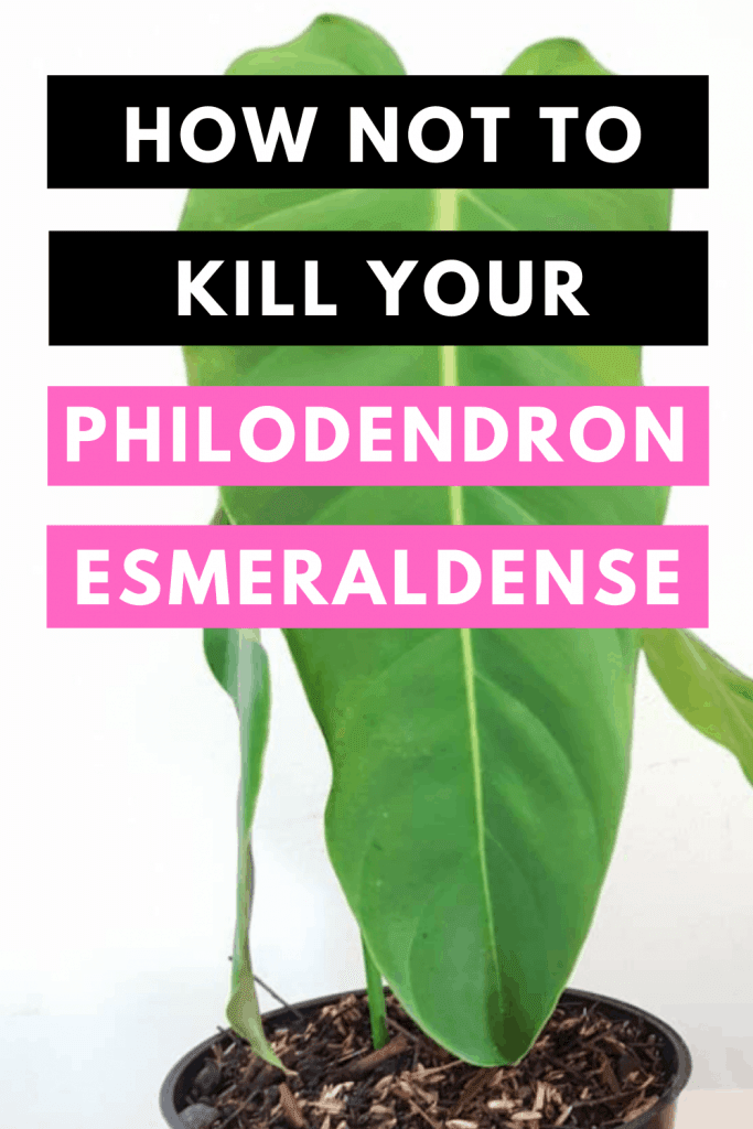 How Not To Kill your Philodendron Esmeraldense