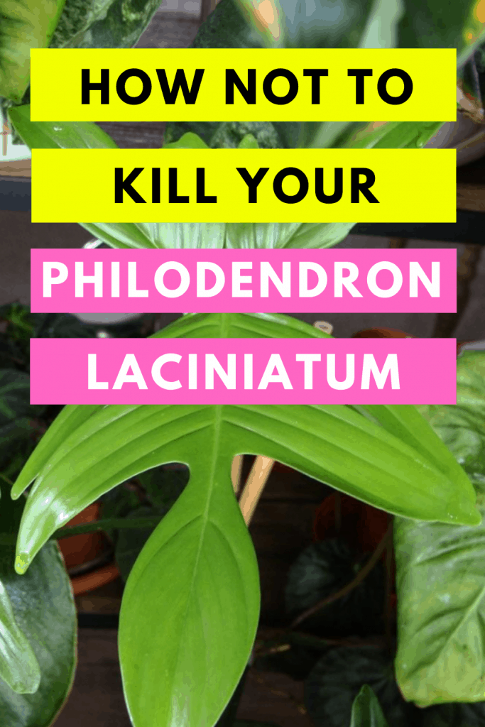 Philodendron Laciniatum Care from Start to Finish 1
