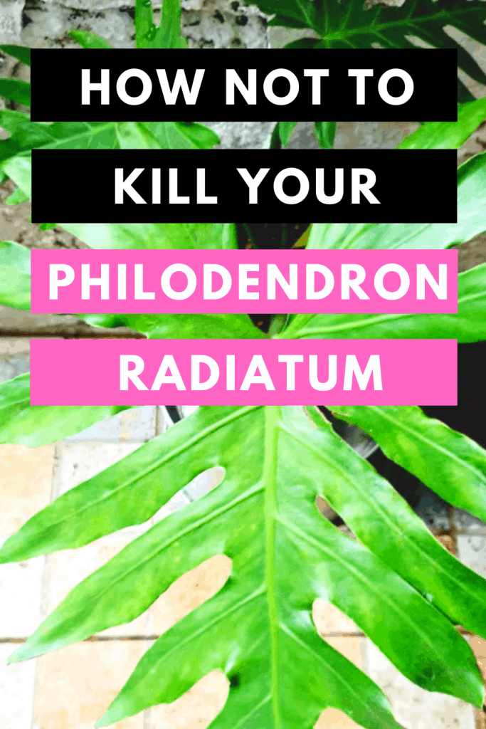 How Not To Kill your Philodendron Radiatum