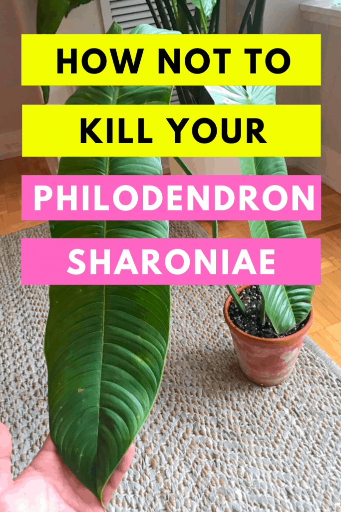 Philodendron Sharoniae Care in a Nutshell