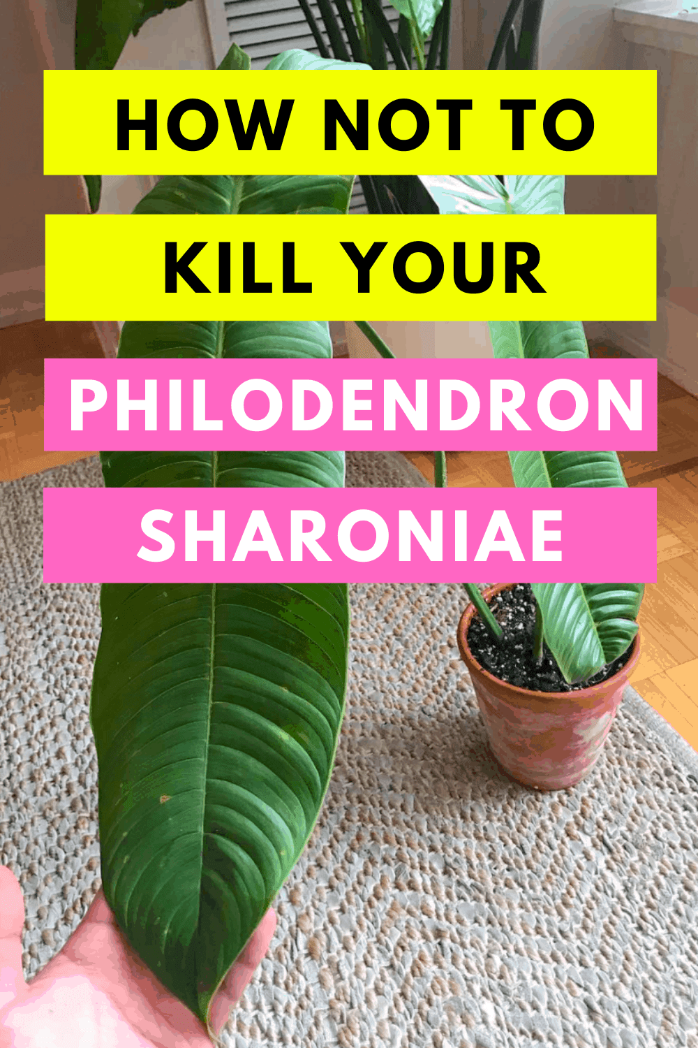 Philodendron Sharoniae Care in a Nutshell 1