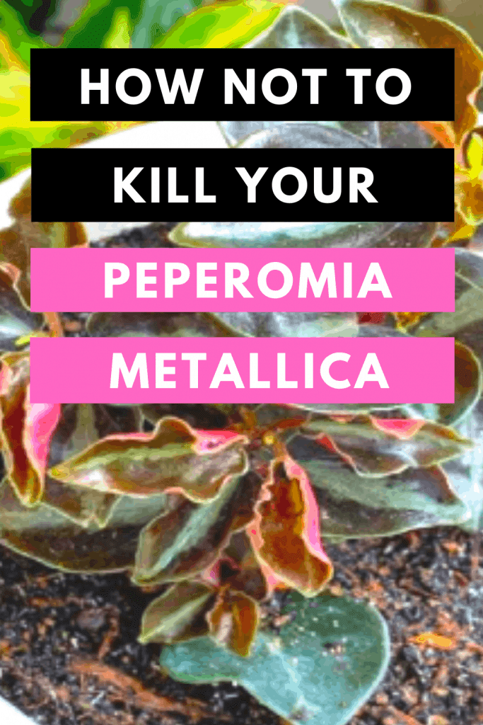 How not to kill your Peperomia Metallica Update