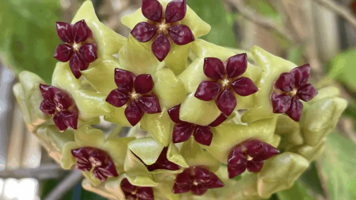 Hoya Cinnamomifolia Care &ndash; Best Secrets Revealed