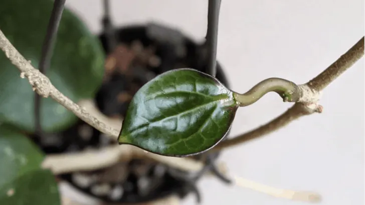 Hoya Latifolia &ndash; #1 Care Guide