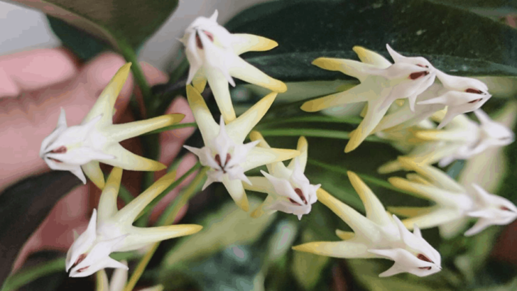 Hoya Multiflora Care – The #1 Master Tutorial
