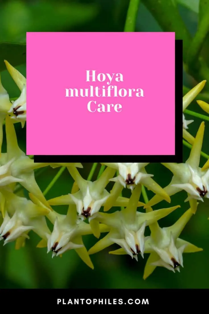 Hoya multiflora care