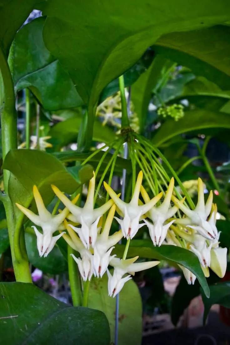 Hoya multiflora is also called Shooting Star Hoya and you can clearly see why