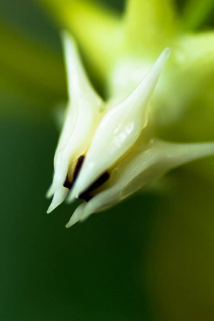 Hoya multiflora produces nectar