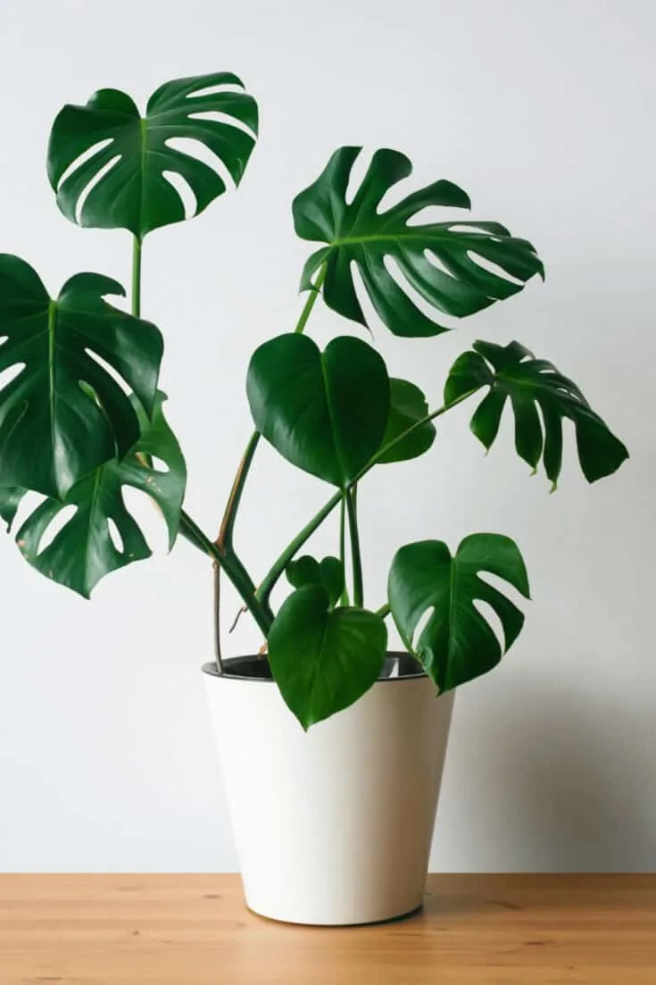 It is suggest to support your Philodendron Pertusum with a moss pole