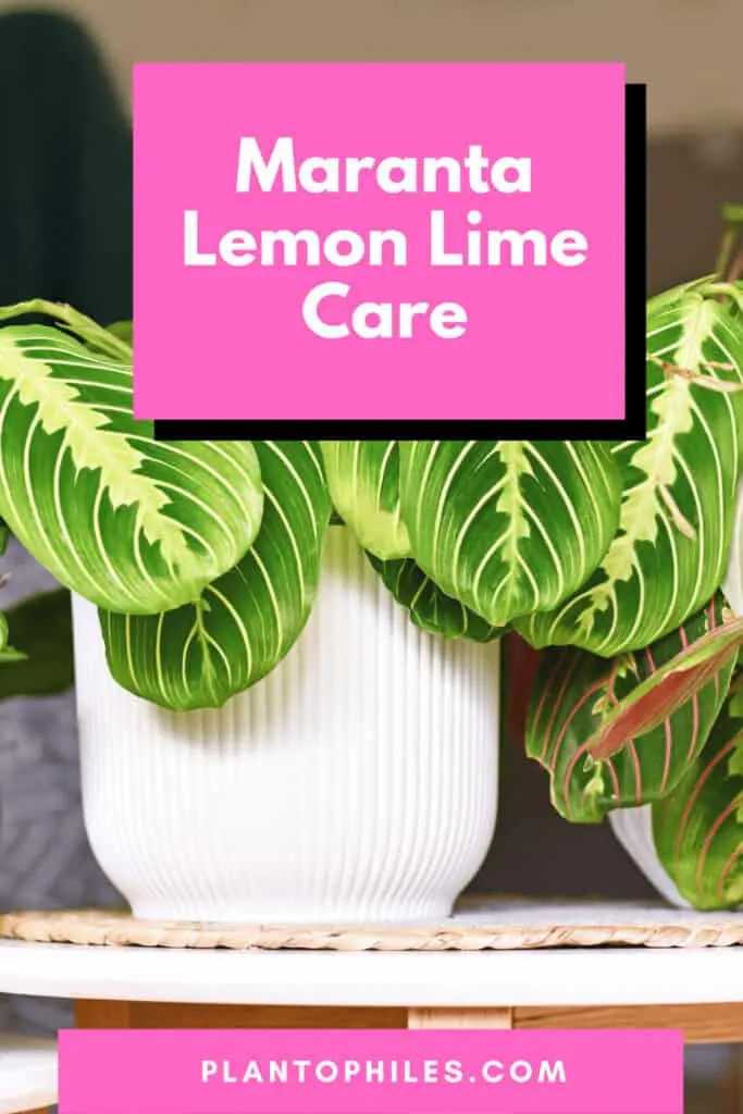 Maranta Lemon Lime Care