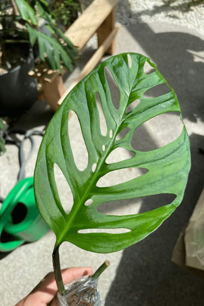 Monstera adansonii var. laniata leaf