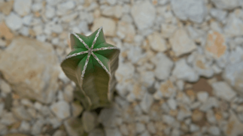 Pachycereus Marginatus – Cactus Care Made Easy