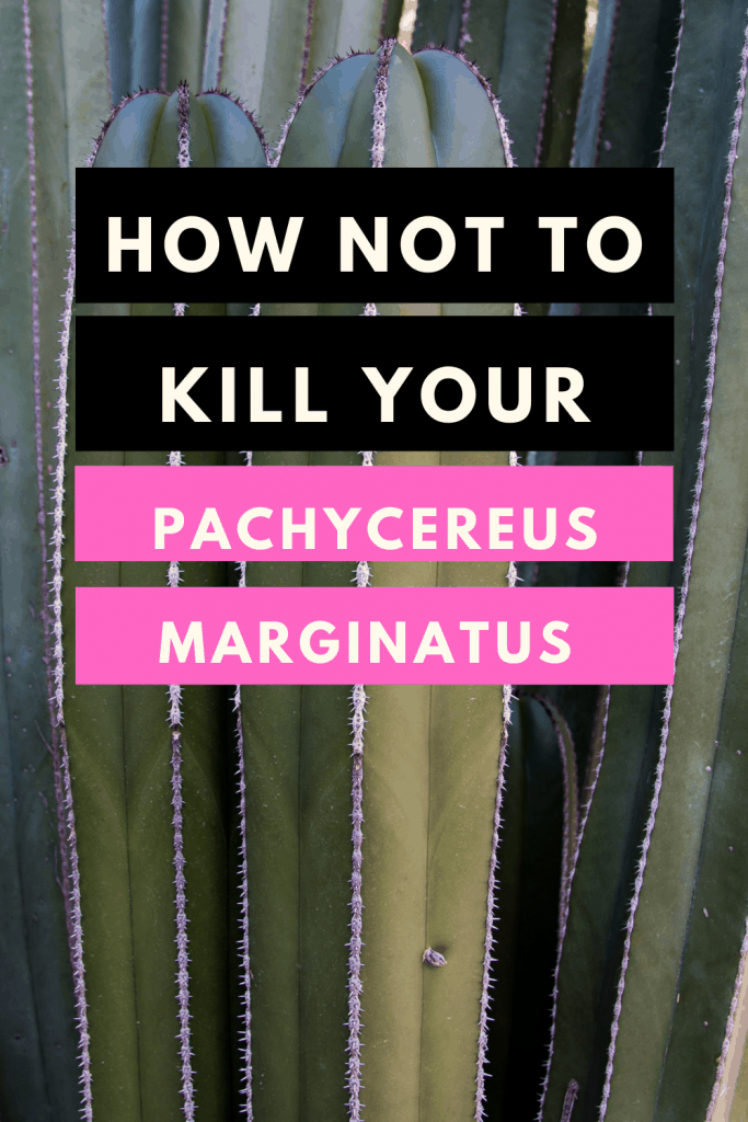 Pachycereus Marginatus Care