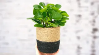 Peperomia Magnoliifolia Plant Care