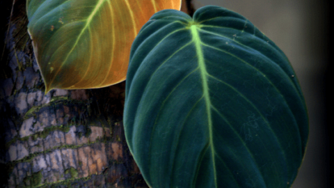 Philodendron Gigas Care – Everything You Need to Know