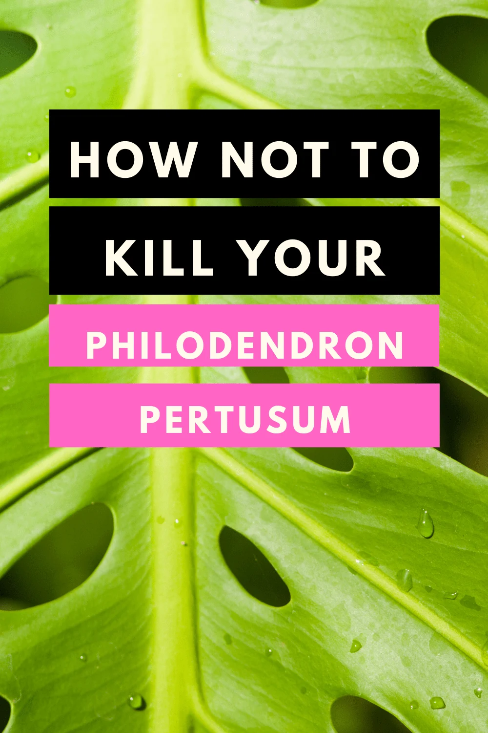 Philodendron Pertusum Care