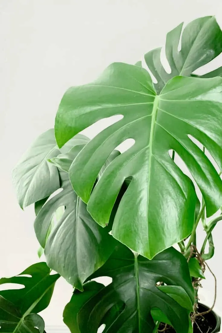 Philodendron Pertusum is now known as Monstera deliciosa