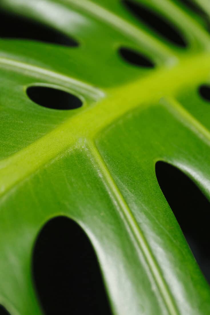 Philodendron Pertusum with its signature holes. The more the plant grows the bigger the leaves and holes get