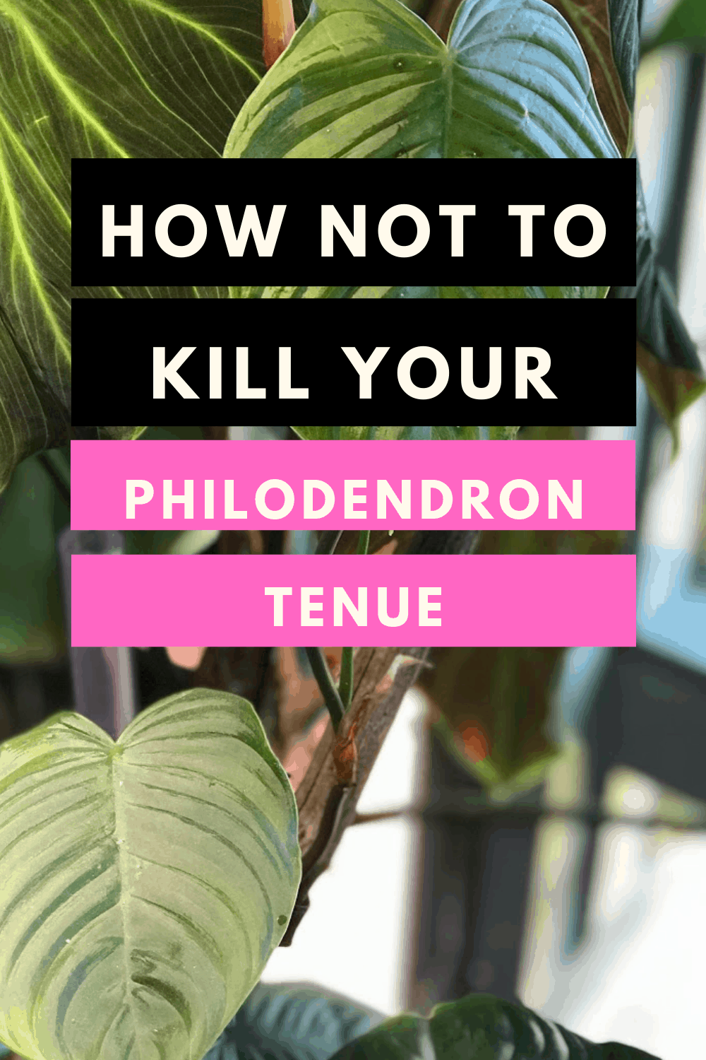 Philodendron Tenue Care 1 Best Secrets Revealed