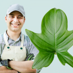 Philodendron panduriforme plant care