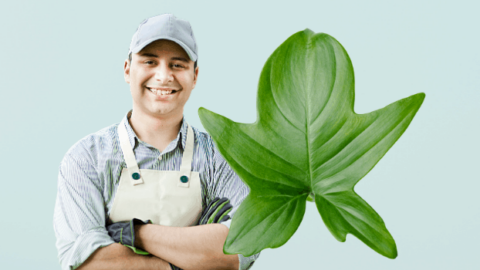Philodendron Panduriforme Plant Care: Here’s What Matters