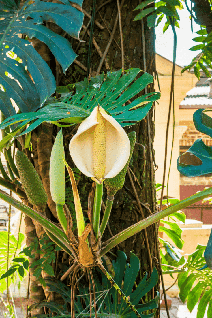 Philodendron pertusum is an aroid and produces a spathe and spadix called an inflorescence aka flower