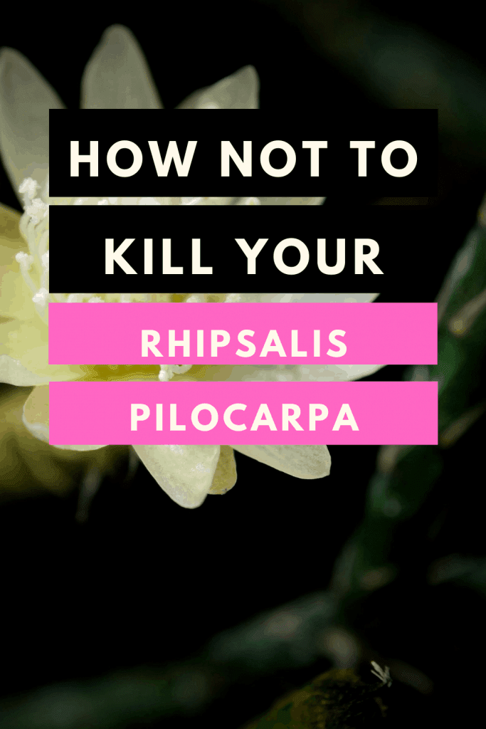 Rhipsalis pilocarpa Care