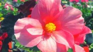 Scarlet Begonia Plant Care