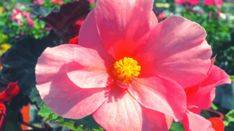 Scarlet Begonia (Begonia Coccinea) Best Care Tips