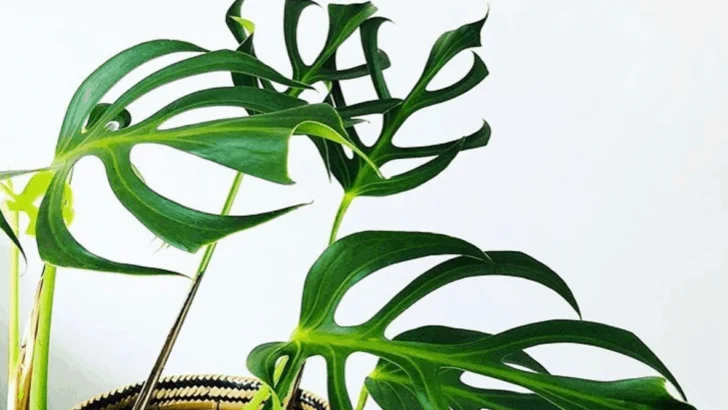 Monstera Dilacerata Pro Care Tips That Make a Big Difference