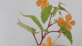 Begonia Sutherlandii